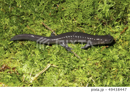 アカイシサンショウウオ 雄 アカイシサンショウウオ 雄 49438447