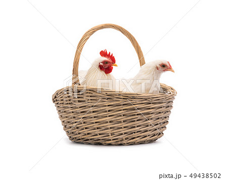 male and female white hen male and female white hen 49438502