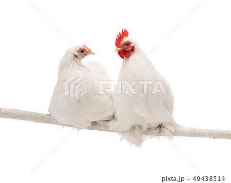 male and female white hen isolated male and female white hen isolated 49438514