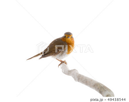 European robin (Erithacus rubecula) European robin (Erithacus rubecula) 49438544
