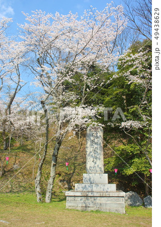 昭和池公園の桜 49438629