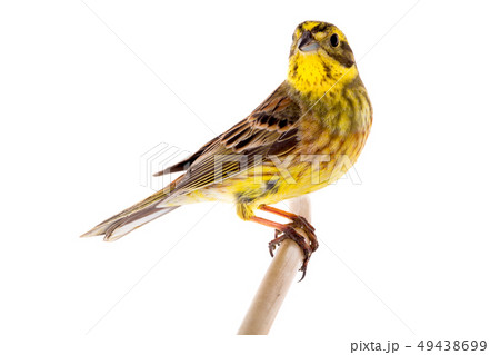 Yellowhammer (Emberiza citrinella) 49438699