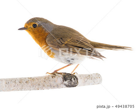 European robin (Erithacus rubecula) European robin (Erithacus rubecula) 49438705
