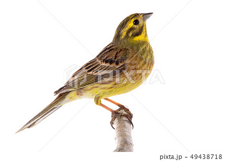 Yellowhammer (Emberiza citrinella) 49438718