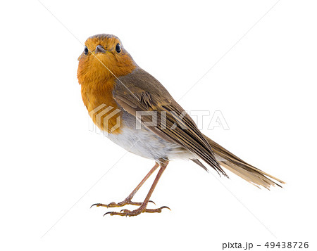 European robin (Erithacus rubecula) European robin (Erithacus rubecula) 49438726