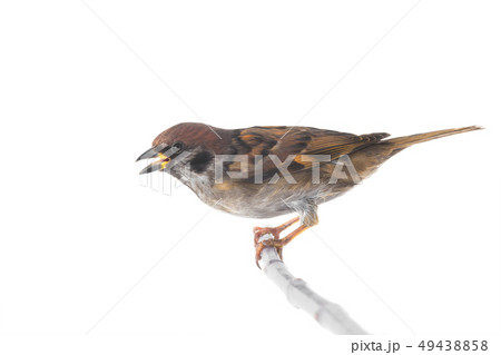 screaming sparrow isolated screaming sparrow isolated 49438858