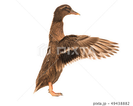 male brown duck with flowing wings male brown duck with flowing wings 49438882