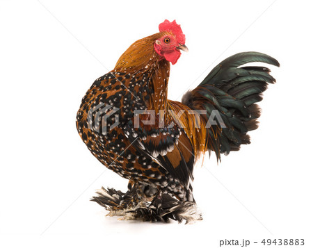 Rooster Milfleur isolated 49438883