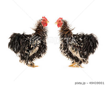 two rooster isolated two rooster isolated 49439001
