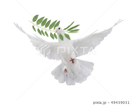 free flying white dove isolated free flying white dove isolated 49439031