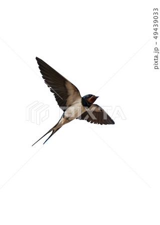 Swallow isolated on white 49439033