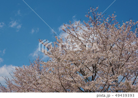 春イメージ(桜の花) 春イメージ(桜の花) 49439393