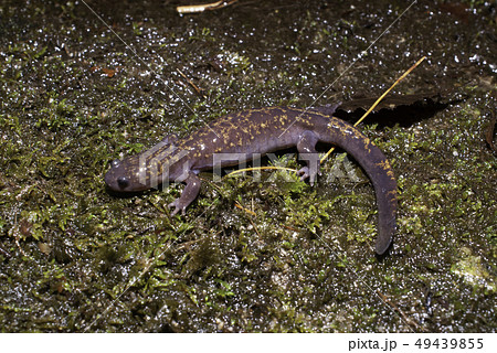 オキサンショウウオ　雌 49439855