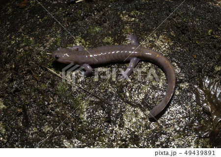 オキサンショウウオ 雄 オキサンショウウオ 雄 49439891