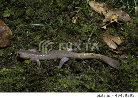 オキサンショウウオ 雄 オキサンショウウオ 雄 49439895
