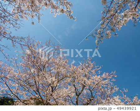 春イメージ（桜の花） 49439921