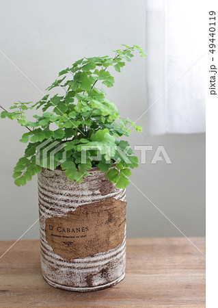 白いカーテン越しに飾ってるリメイク缶に入れた観葉植物 49440119