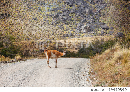 Guanaco 49440349