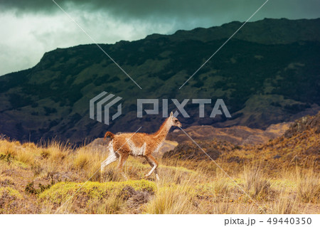 Guanaco 49440350