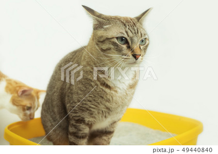 The excretion of cats is routine daily. 49440840