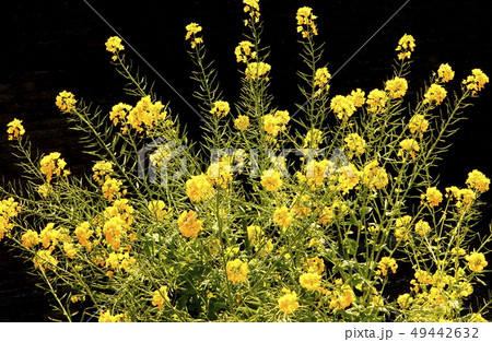 菜の花 黄色花 菜の花 黄色花 49442632