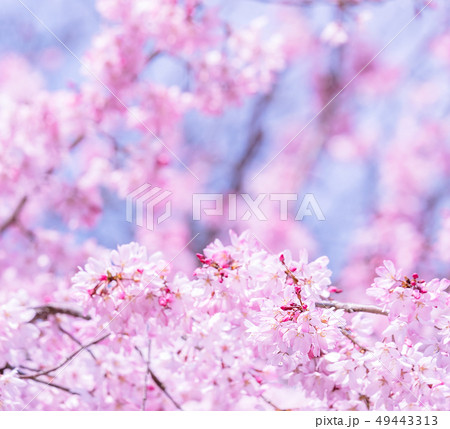 桜 さくら サクラ 49443313
