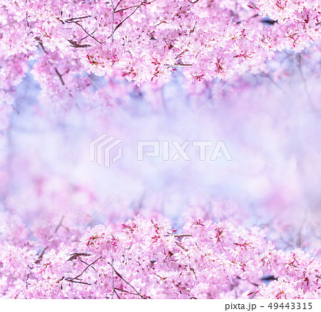 桜 さくら サクラ 49443315
