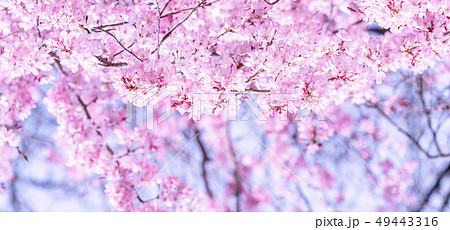桜 さくら サクラ 49443316