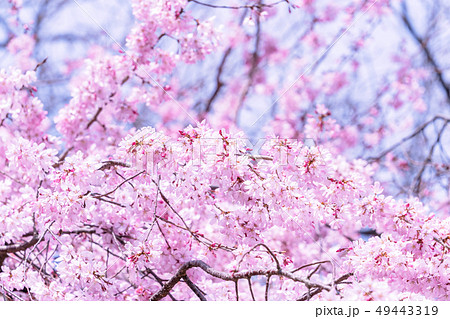 桜 さくら サクラ 49443319