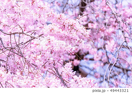 桜 さくら サクラ 49443321