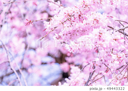 桜 さくら サクラ 49443322