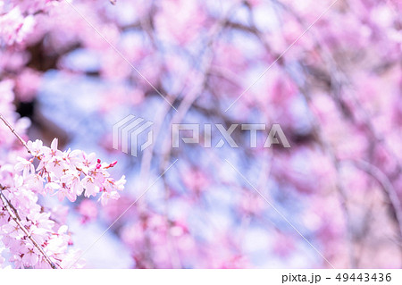 桜 さくら サクラ 49443436