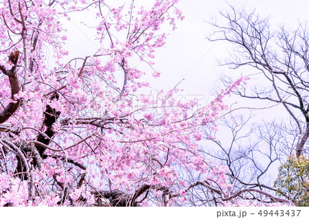 桜 さくら サクラ 49443437