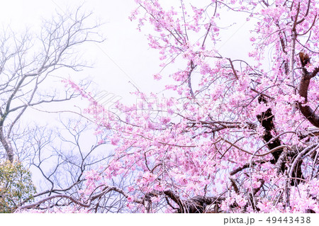 桜 さくら サクラ 49443438