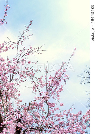 桜 さくら サクラ 49443439