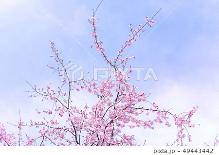 桜 さくら サクラ 49443442