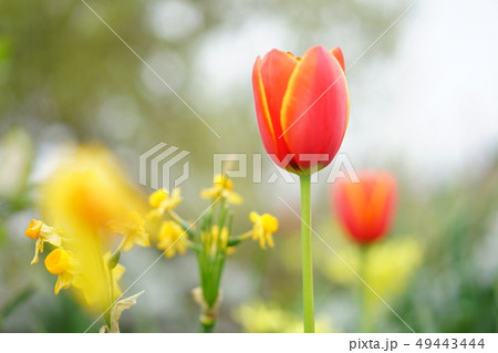 横浜のチューリップ 49443444