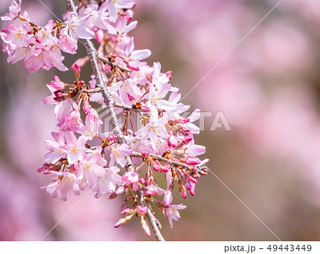 桜 さくら サクラ 49443449
