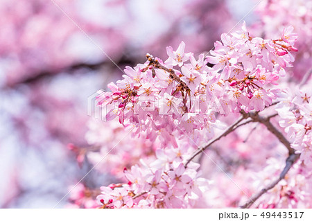 桜 さくら サクラ 49443517