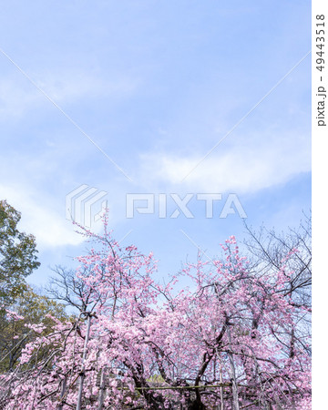 桜 さくら サクラ 49443518