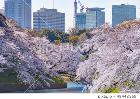満開の桜 満開の桜 49443569