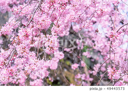 桜 さくら サクラ 49443573