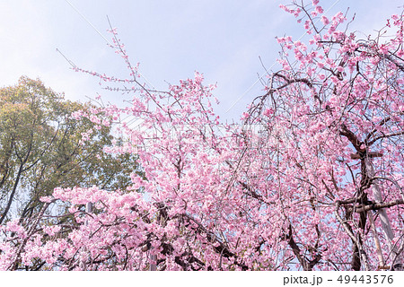 桜 さくら サクラ 49443576