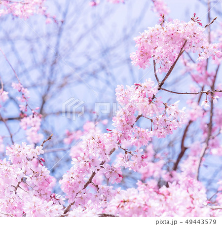 桜 さくら サクラ 49443579