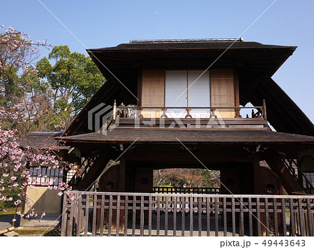 渉成園の傍花閣と修善寺寒桜（正面） 49443643