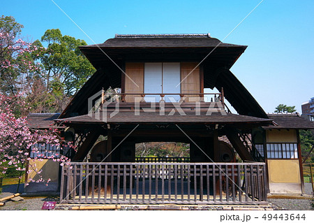 渉成園の傍花閣と修善寺寒桜(正面) 渉成園の傍花閣と修善寺寒桜(正面) 49443644