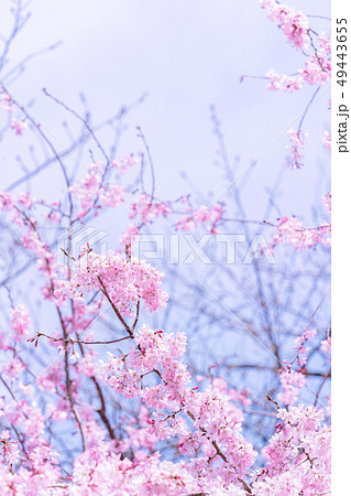 桜 さくら サクラ 49443655