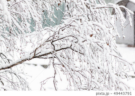 Branches of a birch under a thick layer of snow, 49443791