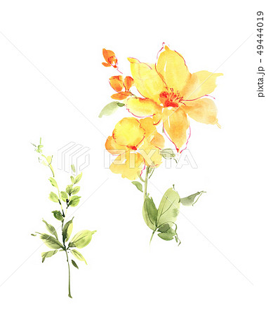 透明水彩 水彩画 花 49444019