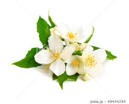 Flowers of a jasmine 49444284
